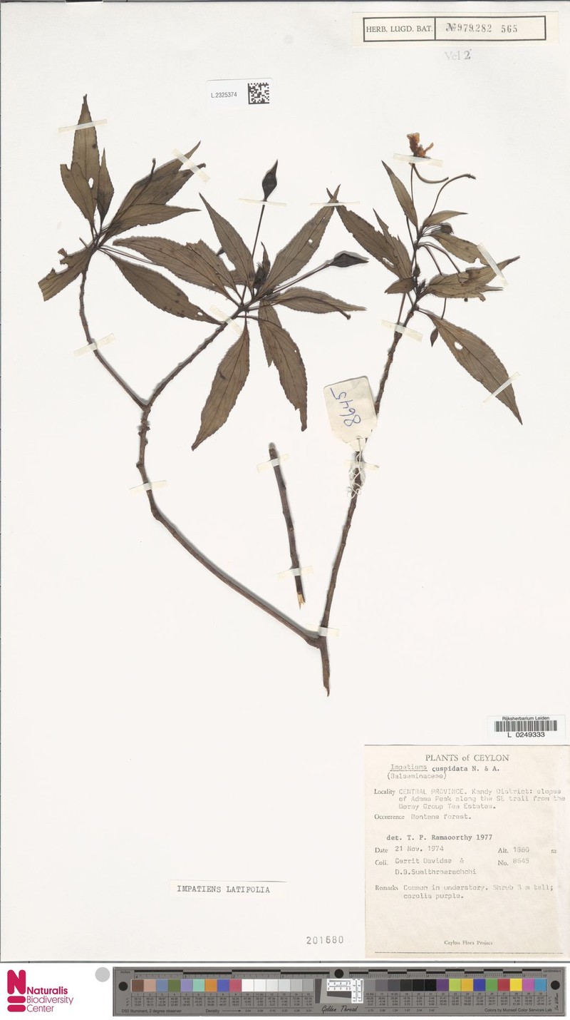 Impatiens latifolia