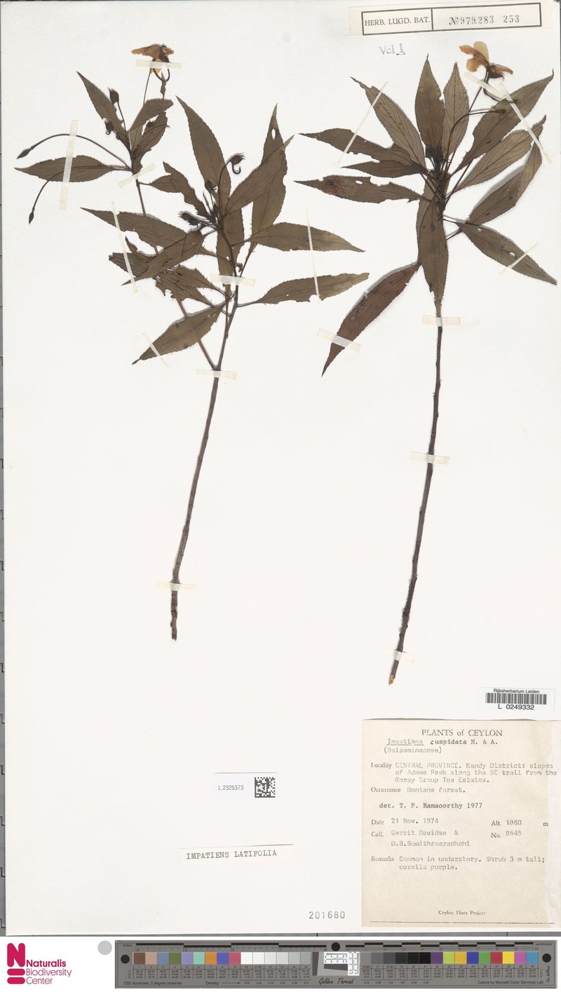Impatiens latifolia photo 2