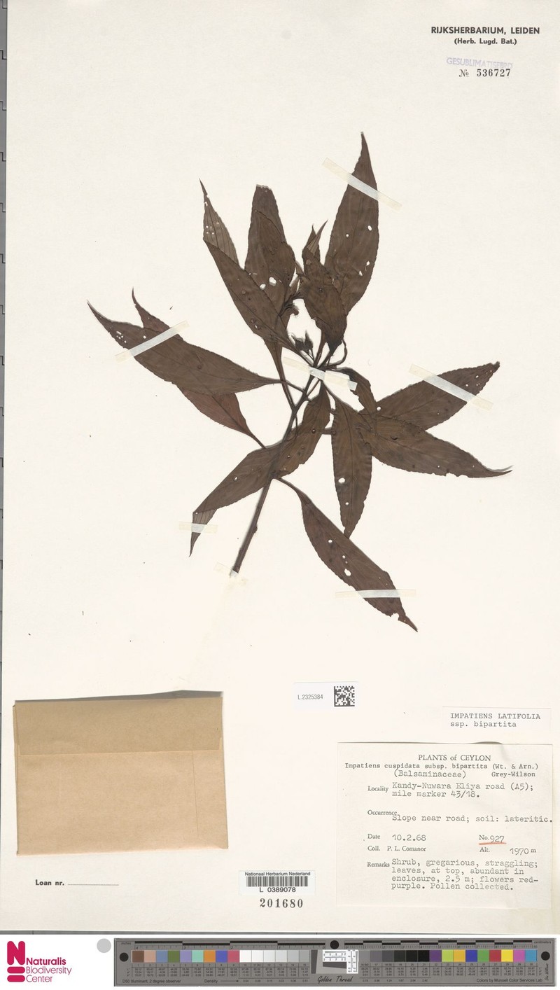 Impatiens latifolia photo 3