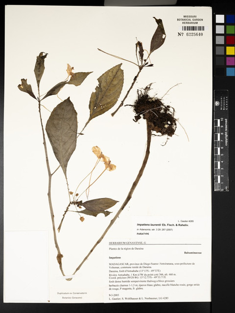 Impatiens laurentii