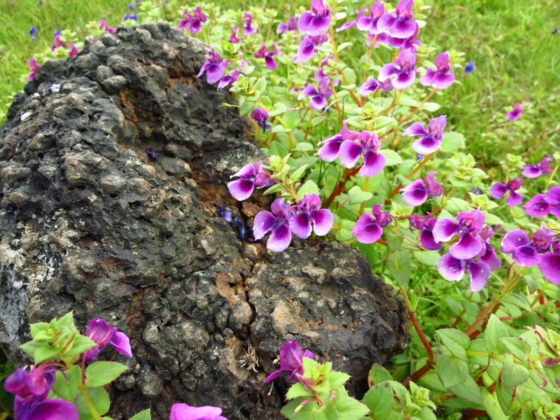 Impatiens lawii photo 2