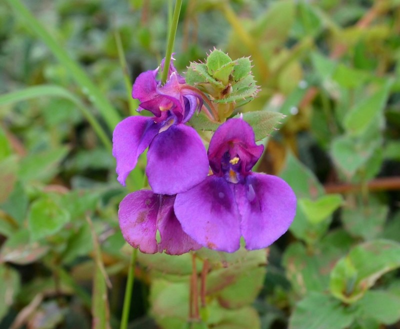 Impatiens lawii photo 3