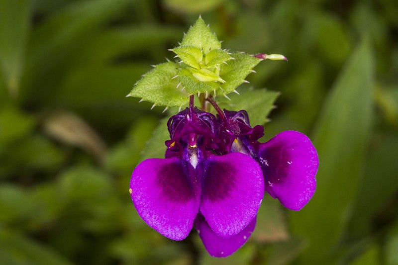 Impatiens lawii photo 4