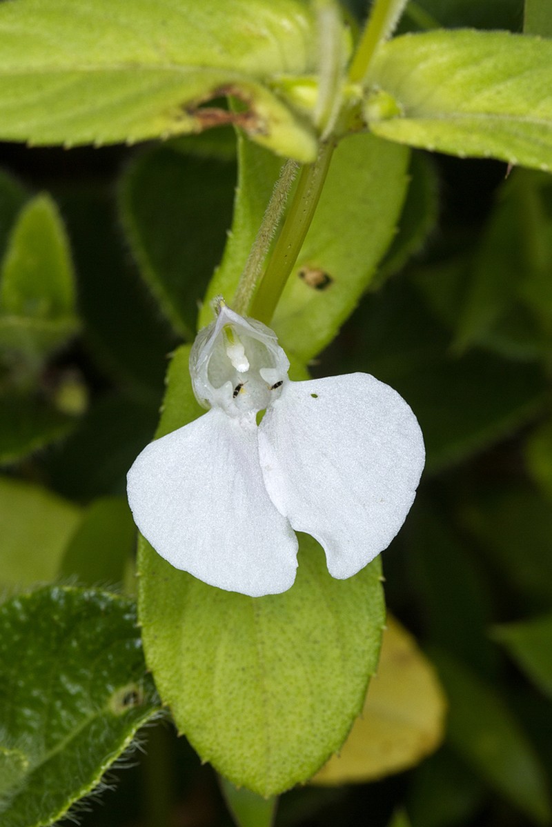 Impatiens lawii photo 5