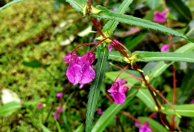 Impatiens lawii photo 6