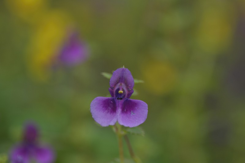 Impatiens lawii photo 7