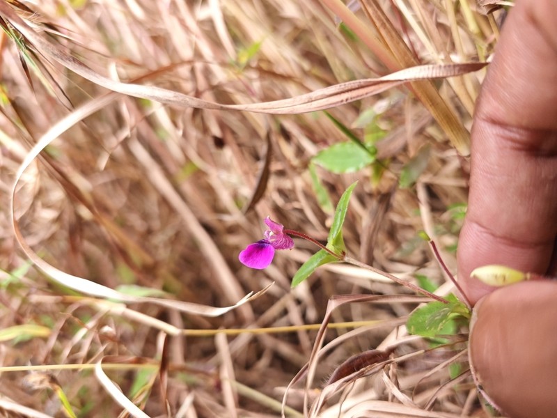 Impatiens lawii photo 8
