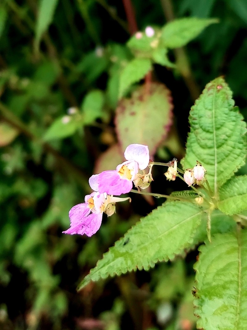 Impatiens laxiflora