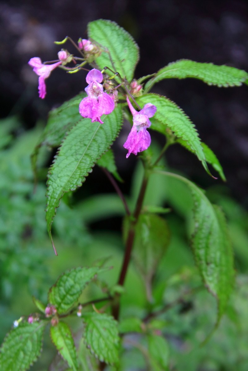 Impatiens laxiflora photo 2