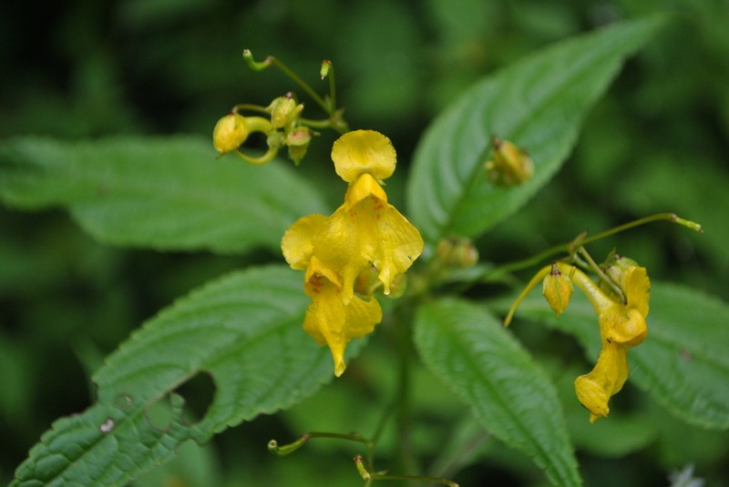 Impatiens laxiflora photo 3