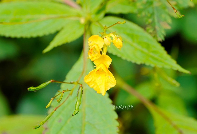 Impatiens laxiflora photo 4