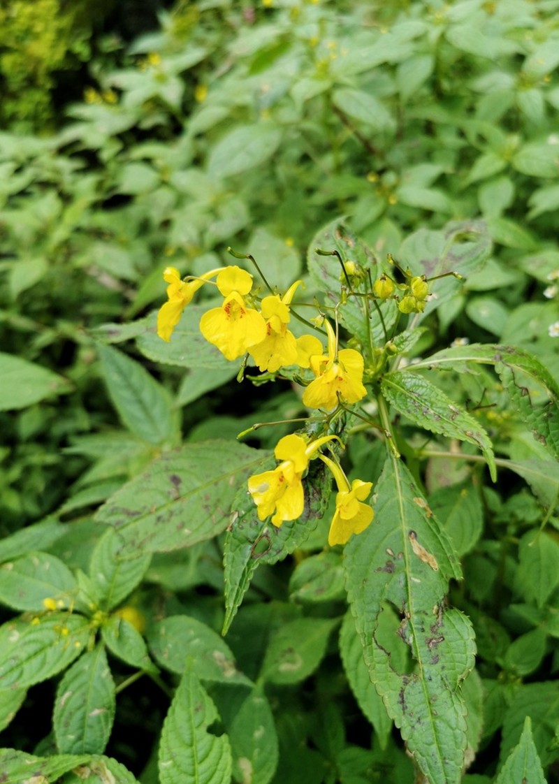 Impatiens laxiflora photo 5