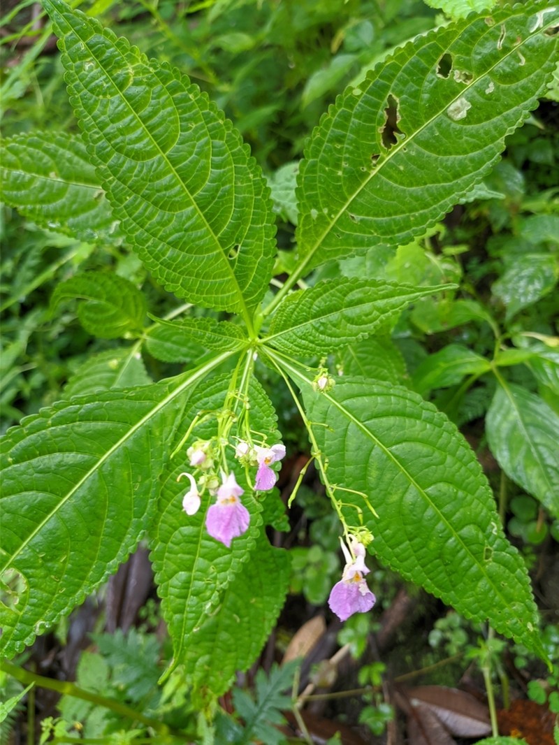 Impatiens laxiflora photo 6