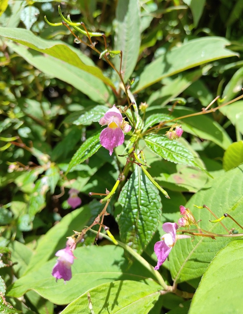 Impatiens laxiflora photo 8