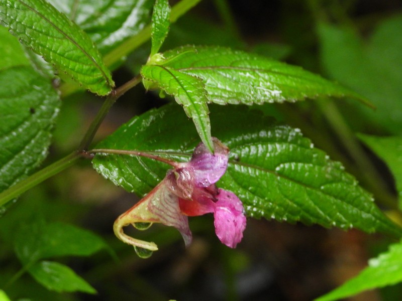 Impatiens lecomtei
