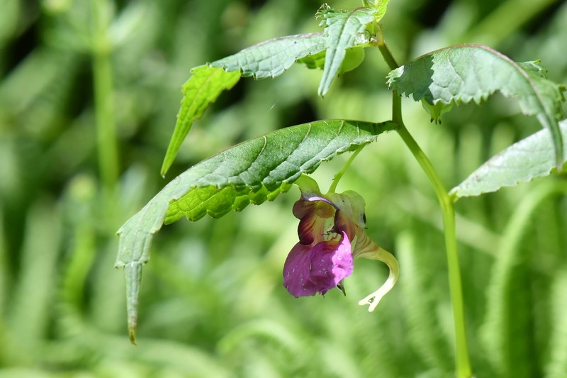 Impatiens lecomtei photo 2