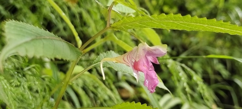 Impatiens lecomtei photo 3