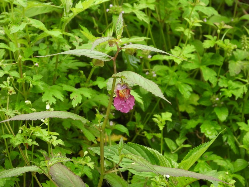 Impatiens lecomtei photo 4