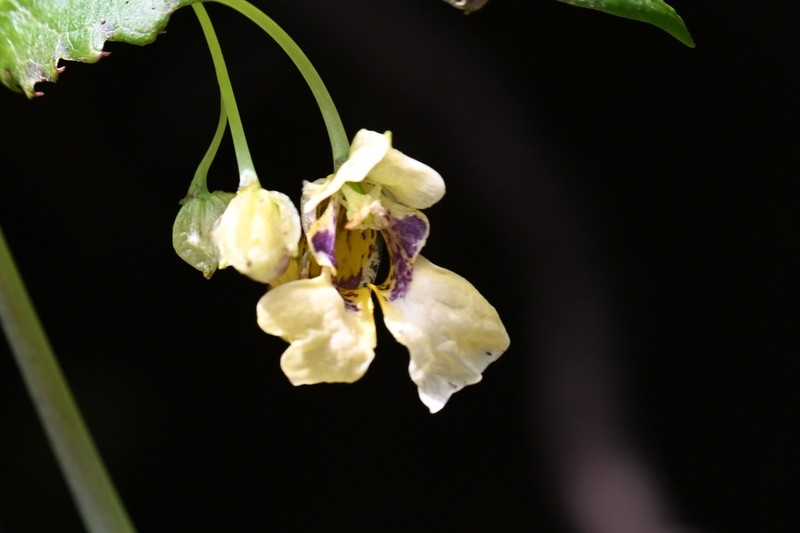 Impatiens lecomtei photo 5