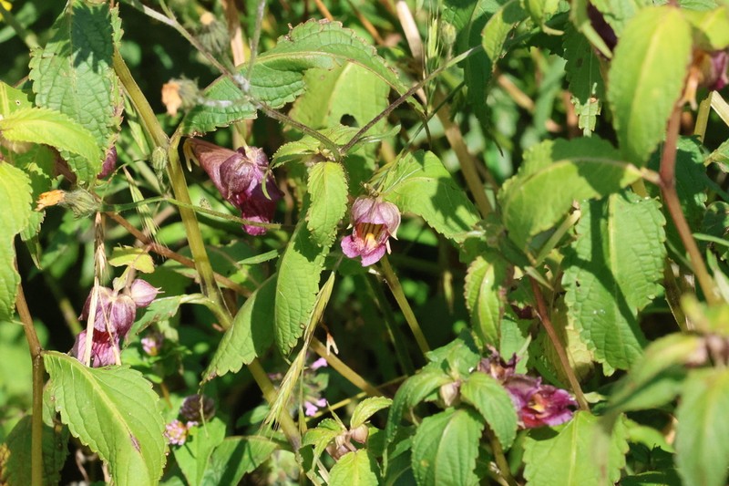 Impatiens lecomtei photo 6