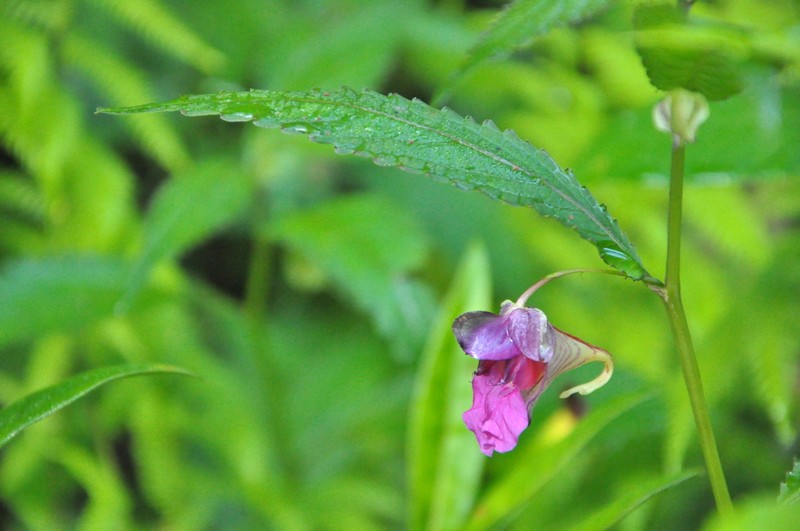 Impatiens lecomtei photo 7