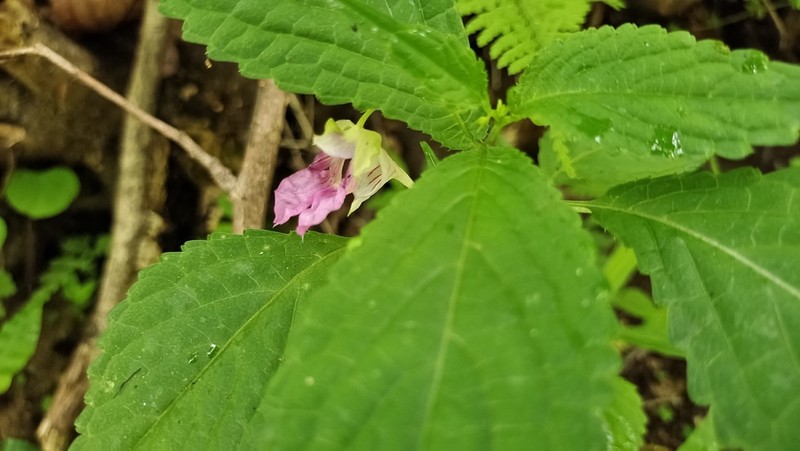 Impatiens lecomtei photo 8
