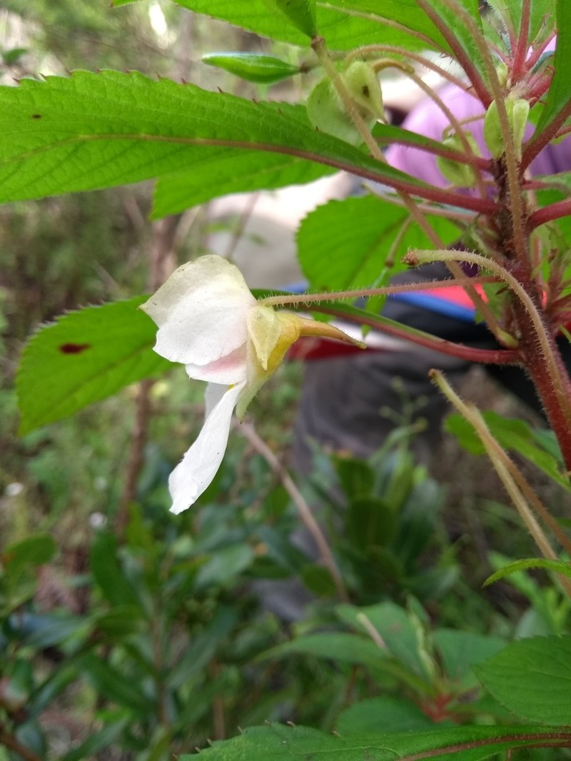 Impatiens leedalii photo 3