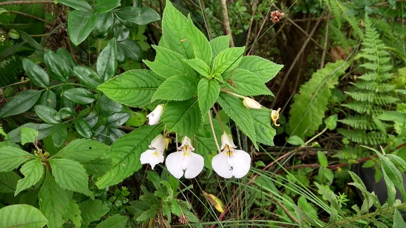 Impatiens leedalii photo 4