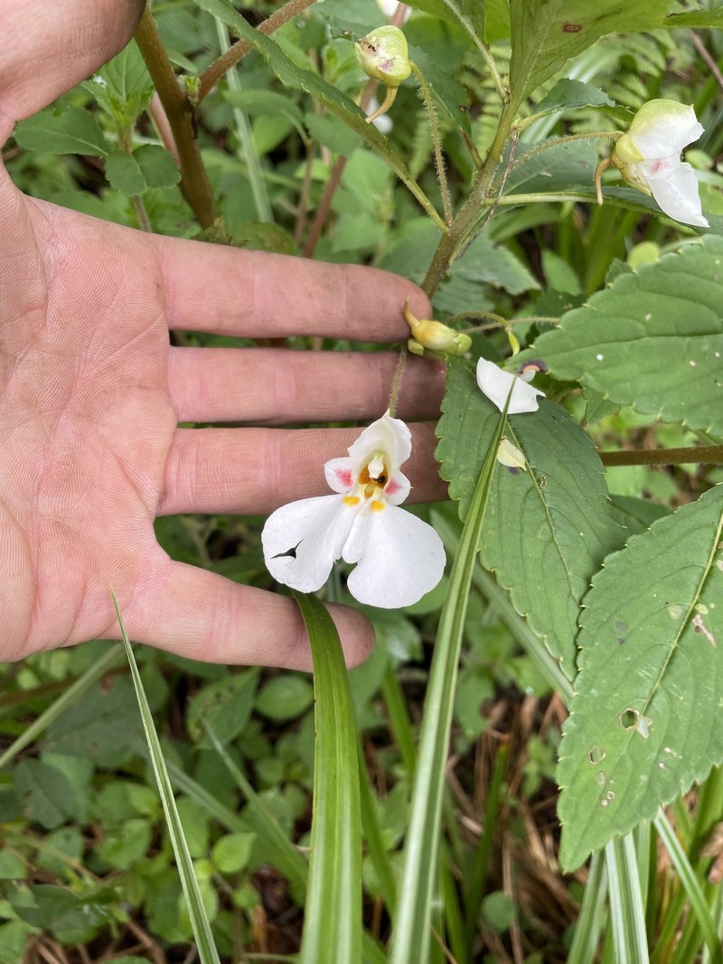 Impatiens leedalii photo 5