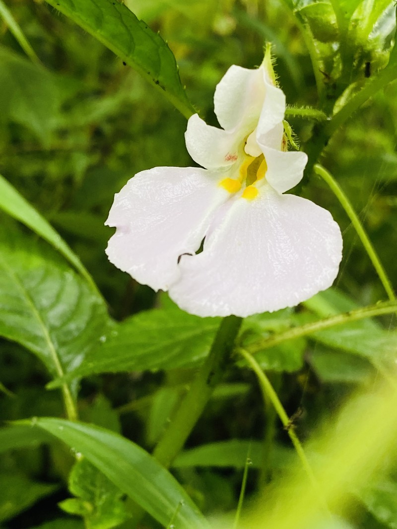 Impatiens leedalii