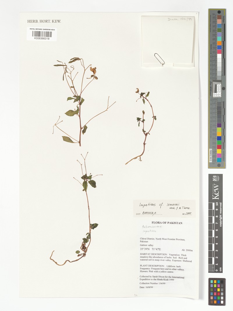 Impatiens lemannii