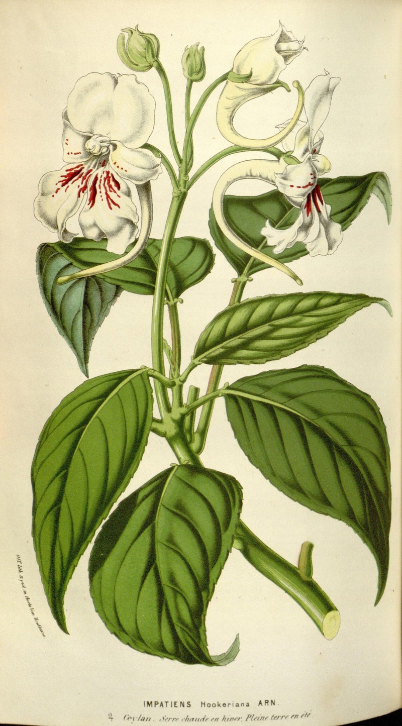 Impatiens lemeei