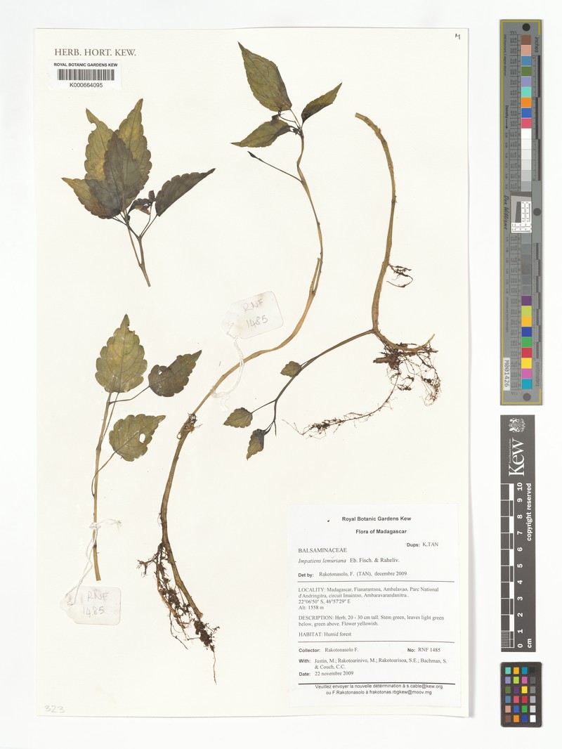 Impatiens lemuriana