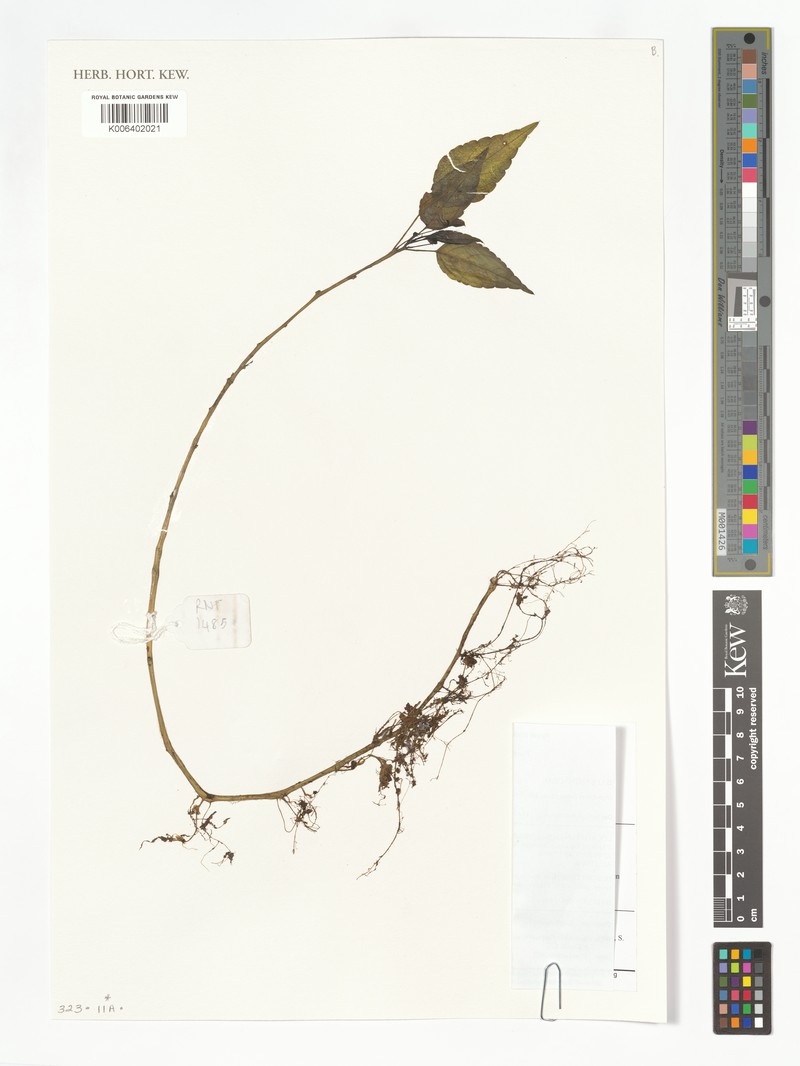 Impatiens lemuriana photo 2
