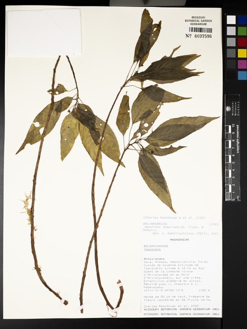 Impatiens lemuriana photo 3