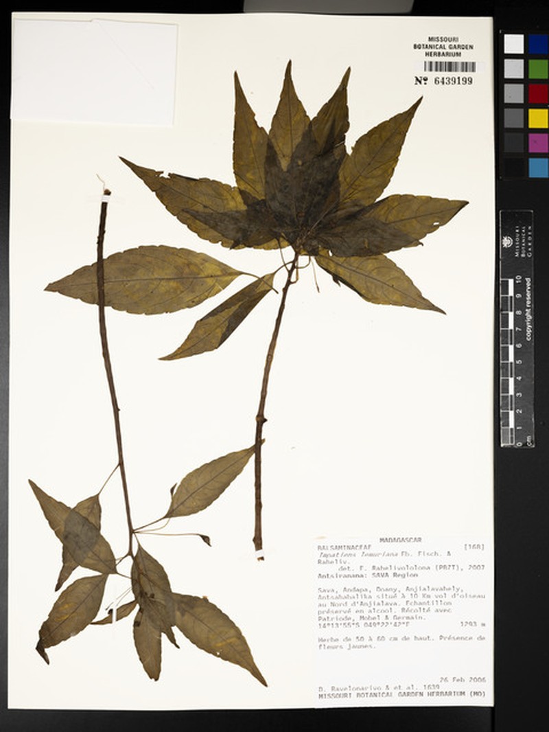 Impatiens lemuriana photo 4