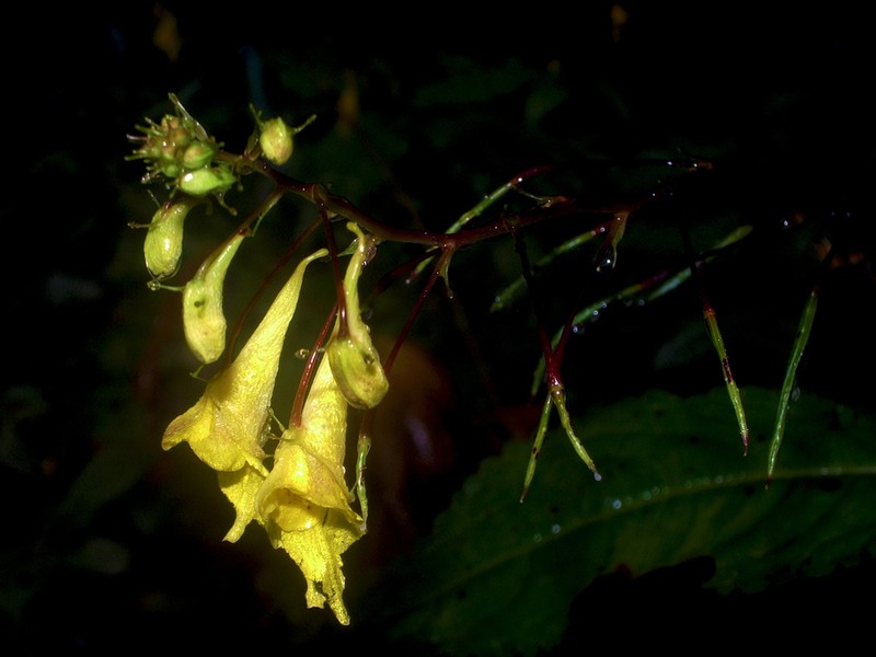 Impatiens leptocarpa photo 2