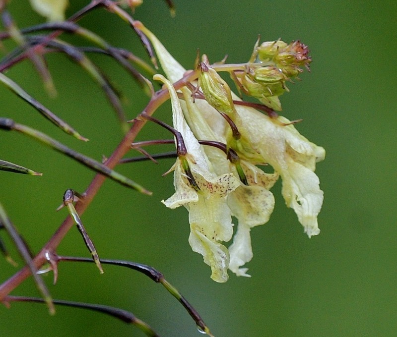 Impatiens leptocarpa photo 3