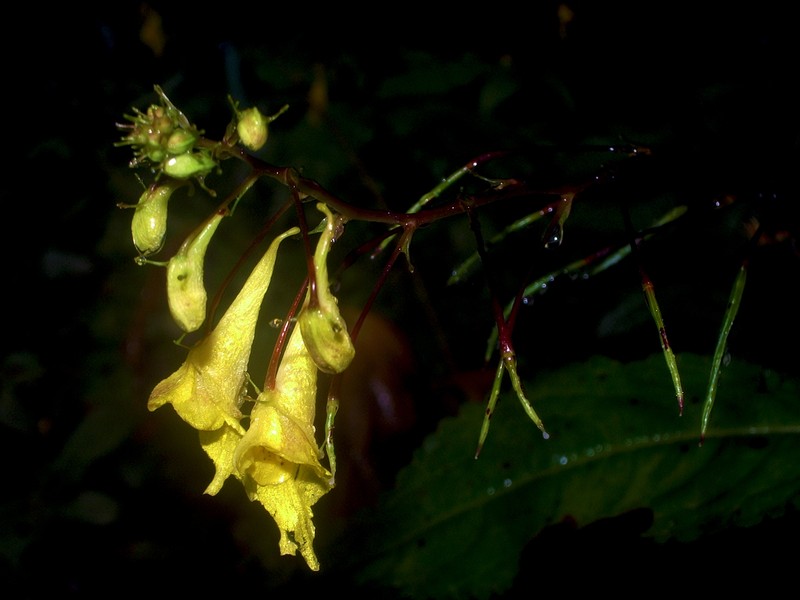 Impatiens leptocarpa photo 4
