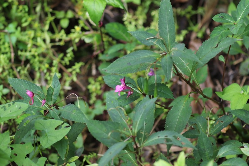 Impatiens leptocaulon
