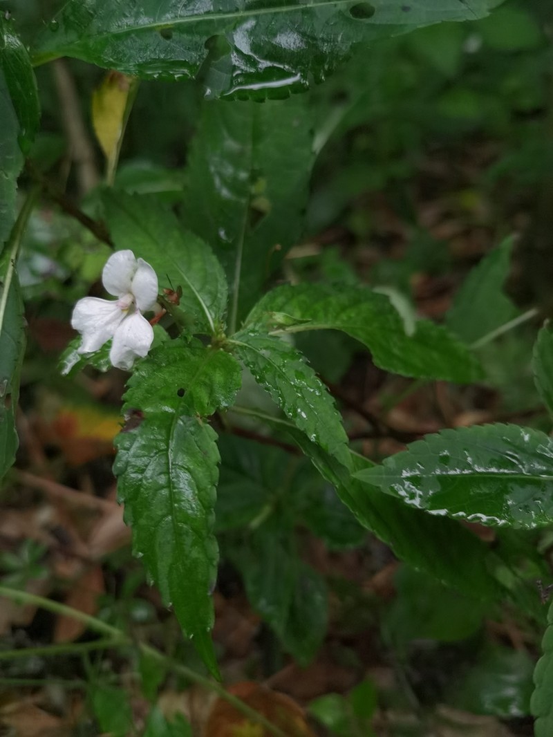 Impatiens leptocaulon photo 2