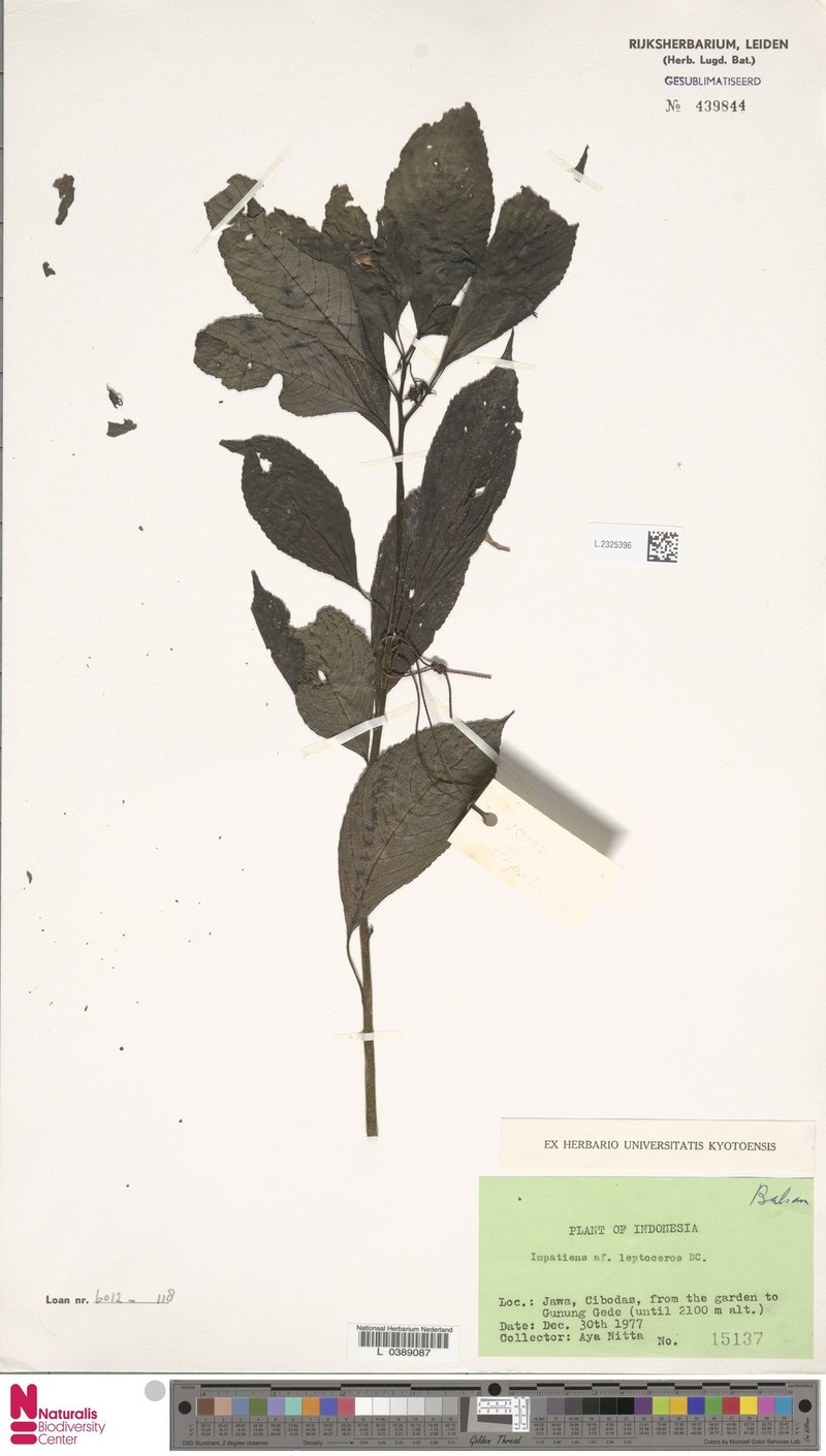 Impatiens leptoceras