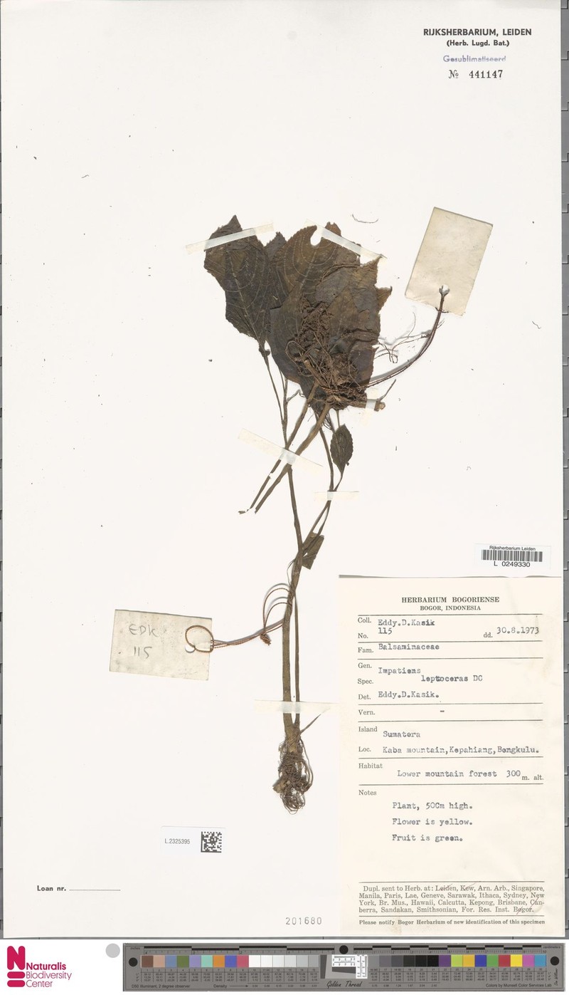 Impatiens leptoceras photo 2