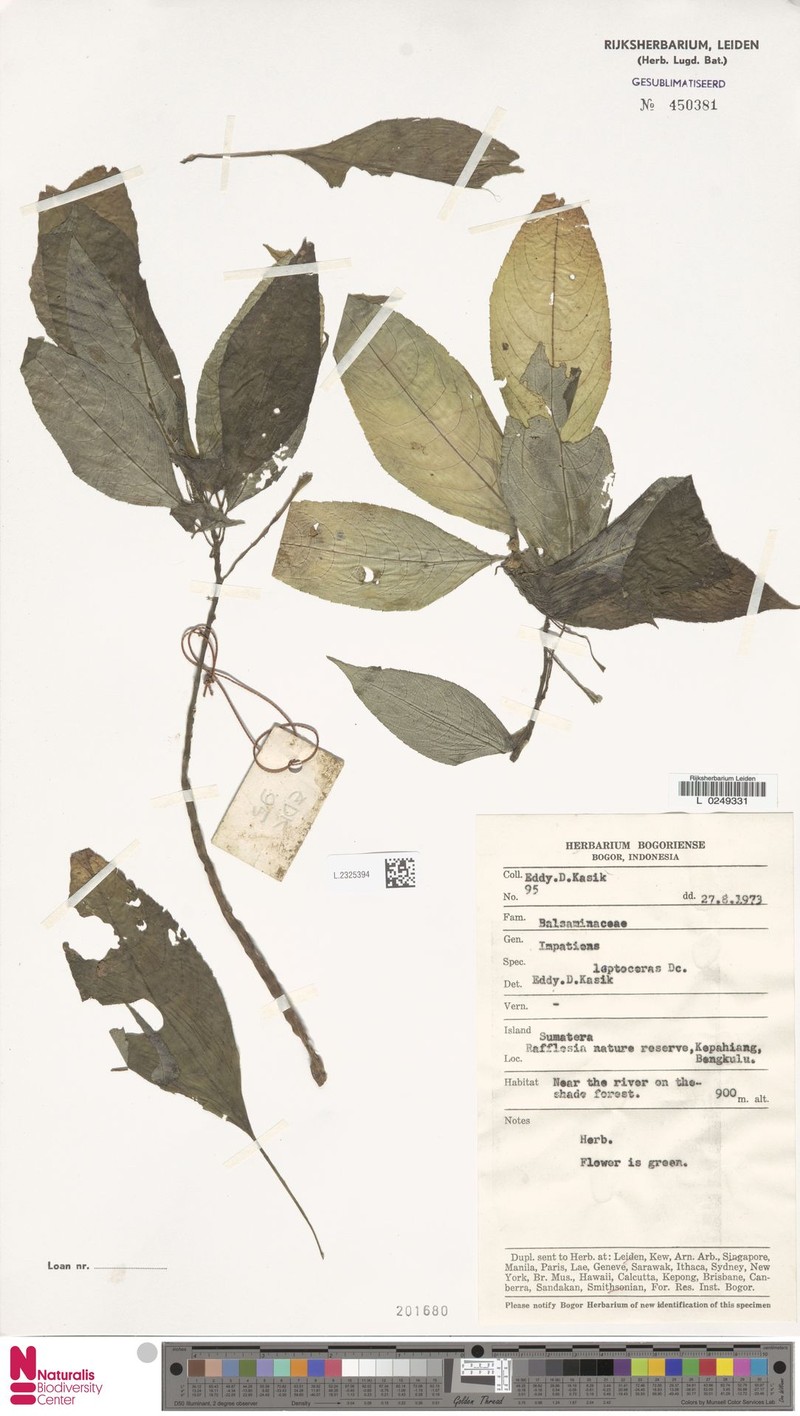 Impatiens leptoceras photo 3