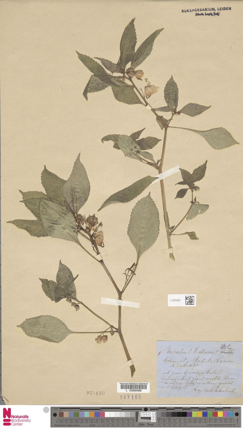 Impatiens leptoceras photo 4