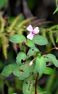 Impatiens leptopoda