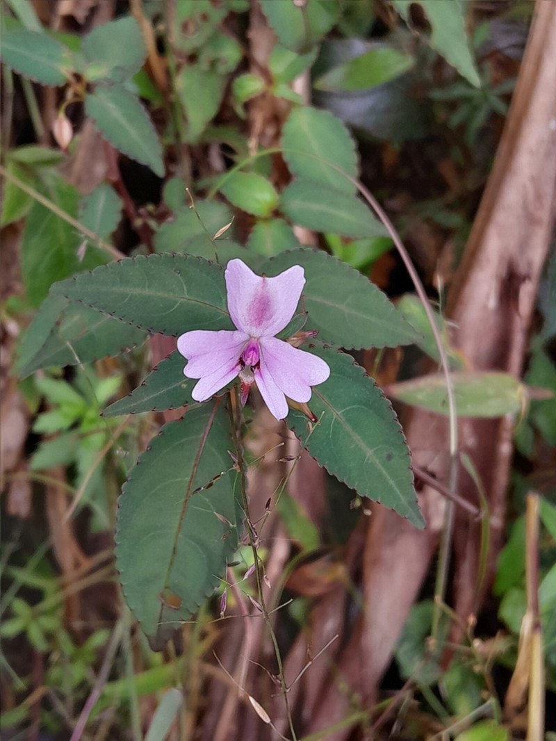 Impatiens leptopoda photo 2