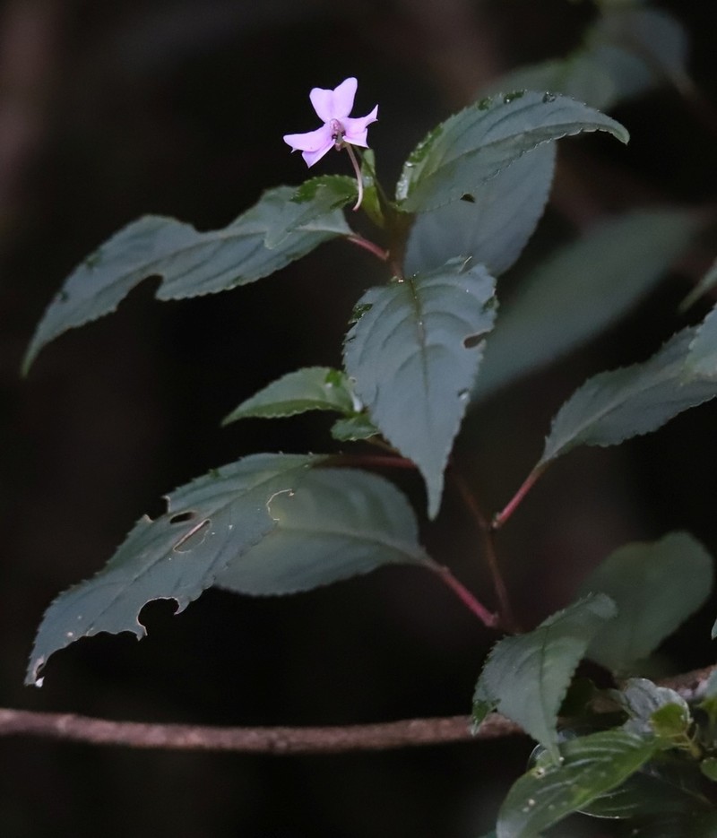Impatiens leptopoda photo 3