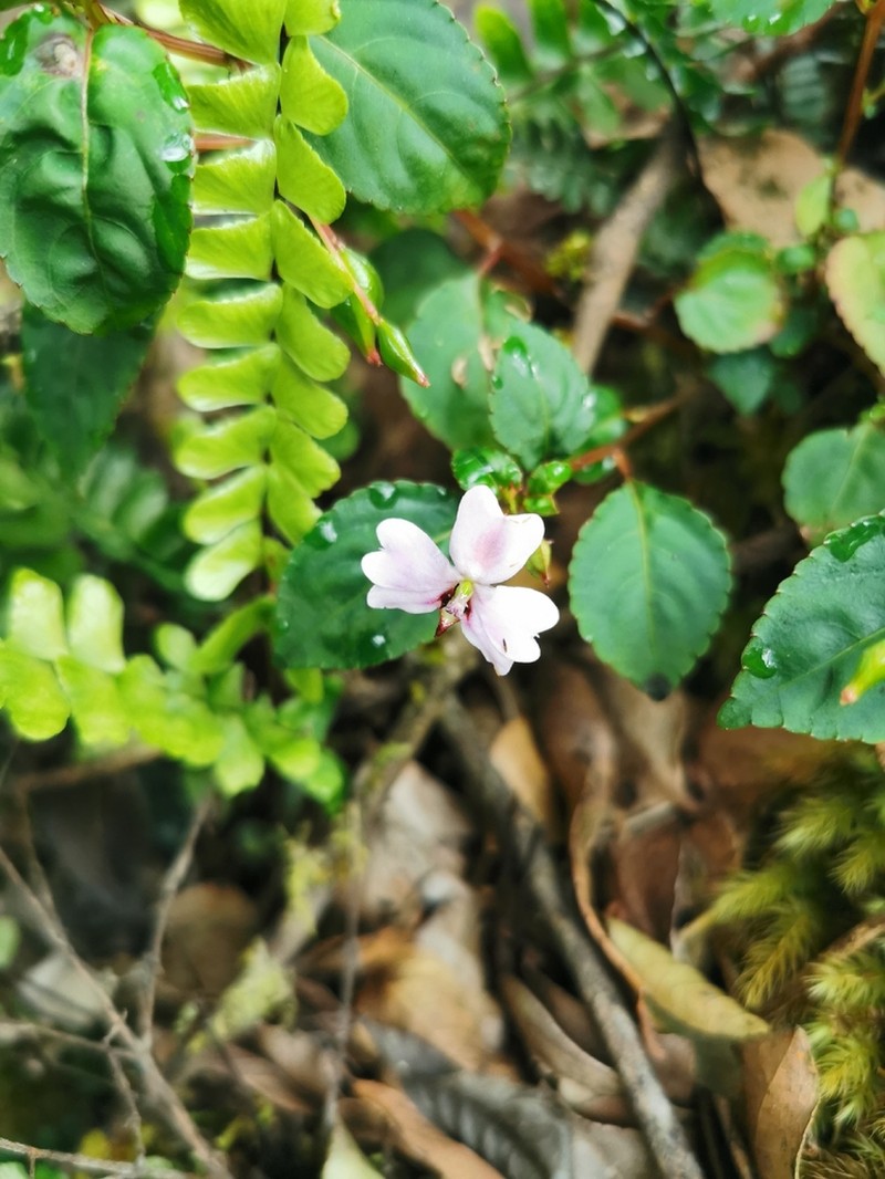 Impatiens leptopoda photo 4