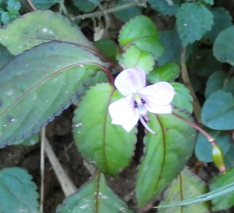 Impatiens leptopoda photo 5
